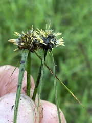 Cyperus erectus