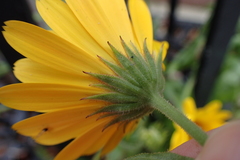 Calendula officinalis
