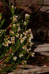 Erica margaritacea