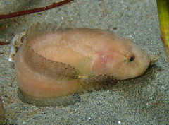 Slipskin Snailfish photo 3