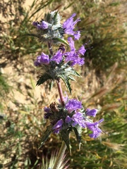 Salvia carduacea