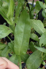 Calendula officinalis