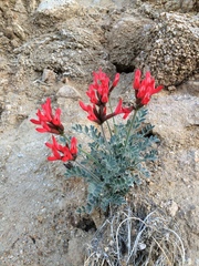 Astragalus coccineus