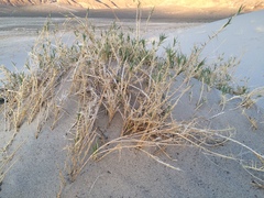 Swallenia alexandrae