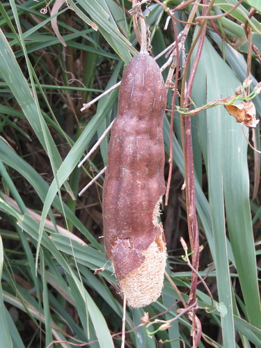 Sponge Gourd