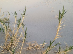 Swallenia alexandrae