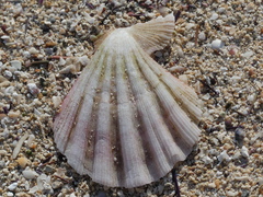 Chlamys