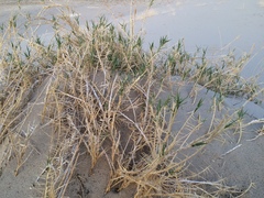 Swallenia alexandrae