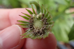 Calendula officinalis