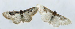 Idaea mustelata