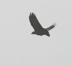 Corvus rhipidurus