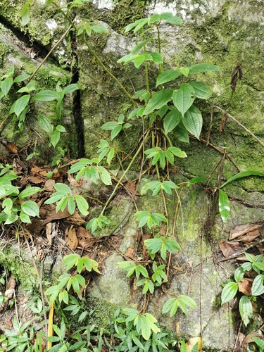 Image of Begonia ulmifolia by no rights reserved