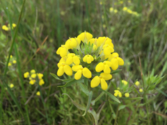 Castilleja campestris