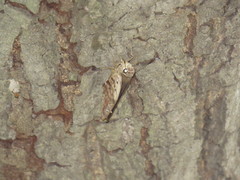 Polygonus leo arizonensis