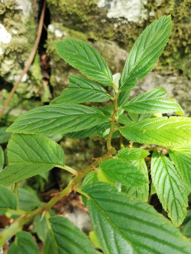 Image of Begonia ulmifolia by no rights reserved