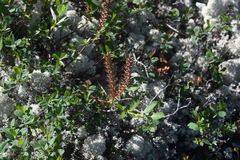 Salix saxatilis
