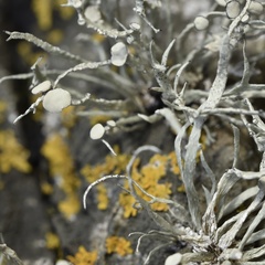 Ramalina cuspidata