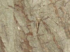 Polygonus leo arizonensis