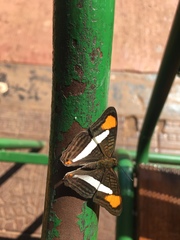 Adelpha thessalia