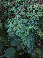 Ceratocapnos claviculata