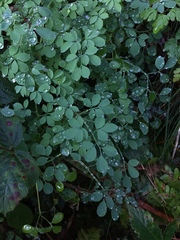 Ceratocapnos claviculata