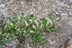 Salix saxatilis