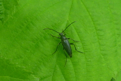 Typocerus lugubris