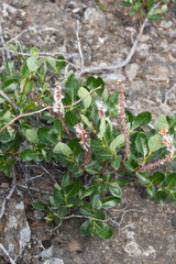 Salix saxatilis