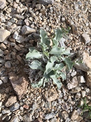 Enceliopsis nudicaulis