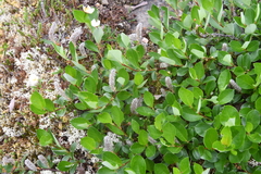 Salix saxatilis