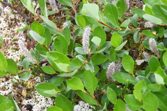 Salix saxatilis