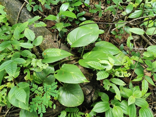 Epipremnum aureum