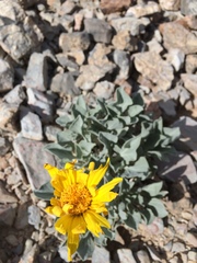 Enceliopsis nudicaulis