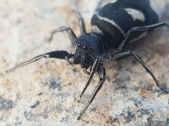 Mexcala quadrimaculata