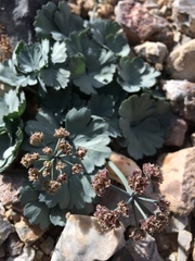 Cymopterus gilmanii