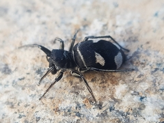 Mexcala quadrimaculata