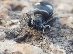Mexcala quadrimaculata