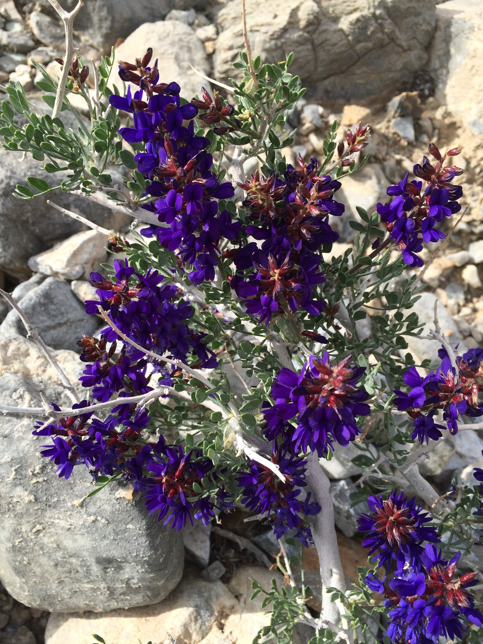 Psorothamnus arborescens var. minutifolius