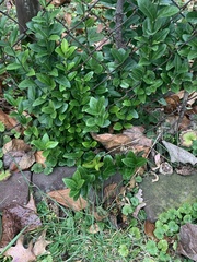 Euonymus fortunei