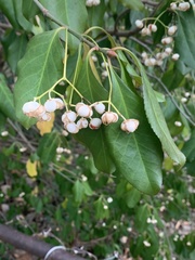 Euonymus fortunei