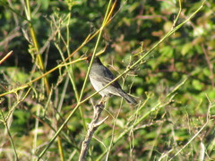 Curruca melanocephala