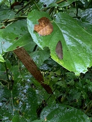 Hermeuptychia canthe