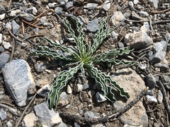 Frasera albomarginata