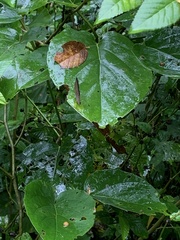 Hermeuptychia canthe