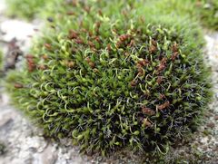 Grimmia pulvinata