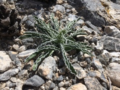 Frasera albomarginata