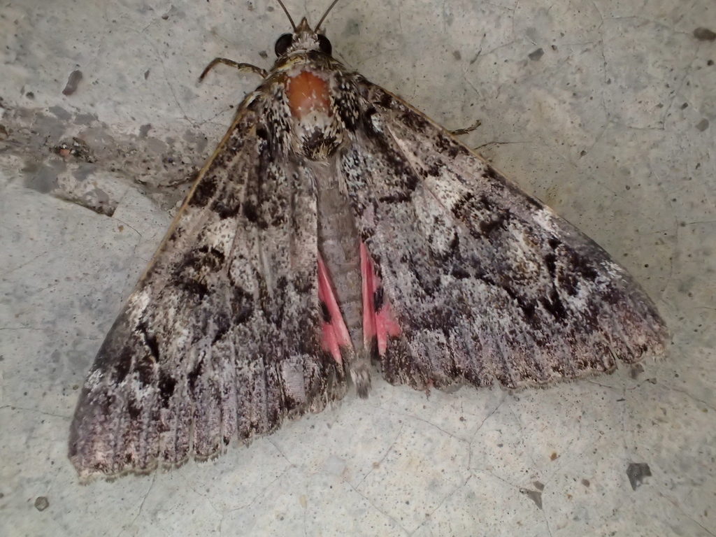 Minsmere Crimson Underwing