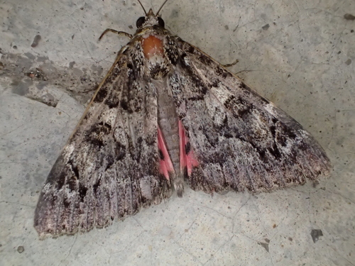 Minsmere Crimson Underwing