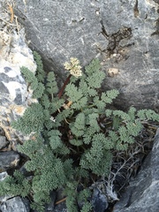 Cymopterus aboriginum