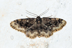 Idaea nigrolineata
